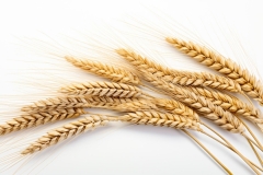 Cereals-containing-gluten