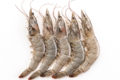 fresh shrimp/prawn